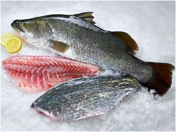 بازار خرید ماهی سیباس 12 کیلویی