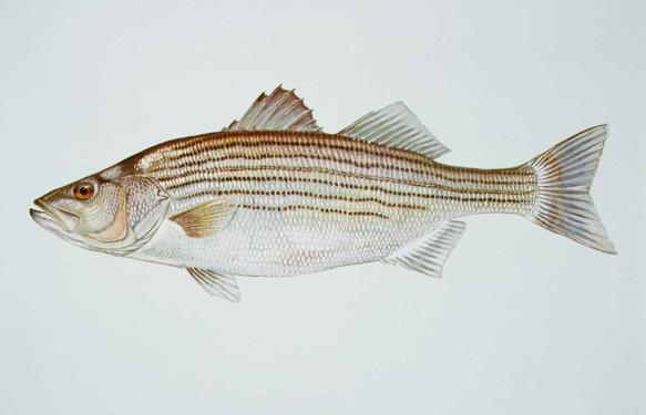 بررسی کیفیت ماهی سی باس جنوب