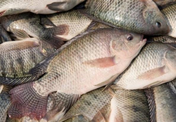 بزرگترین صادرکننده ماهی سی باس پرورشی