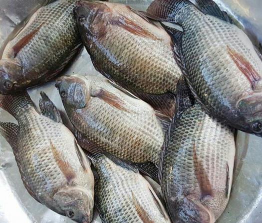 کیفیت انواع ماهی تیلاپیا تازه