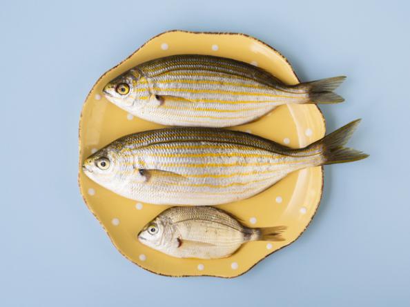 اصول مهم تشخیص کیفیت ماهی سی باس