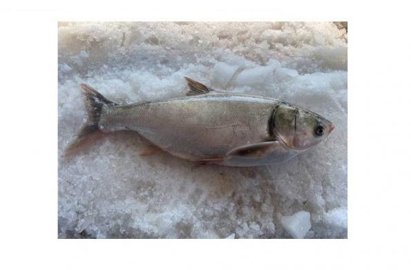 اطلاعاتی درباره ماهی سیباس جنوب