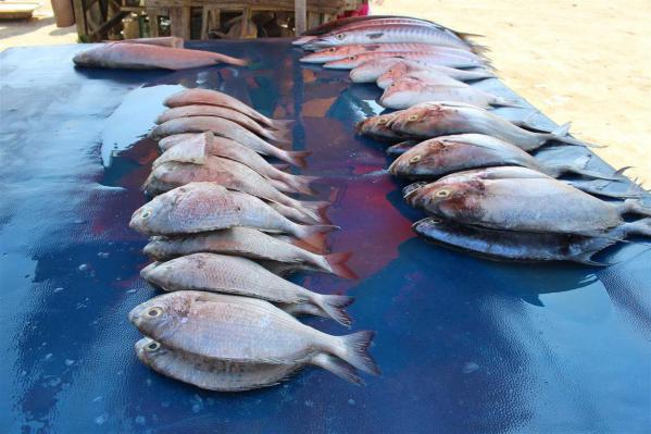 اطلاعاتی درباره ماهی سیباس ۱۲ کیلویی
