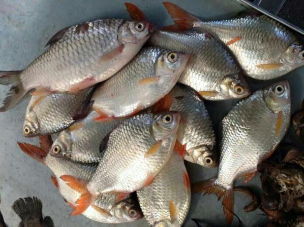 قیمت تولیدی ماهی تیلاپیا تازه