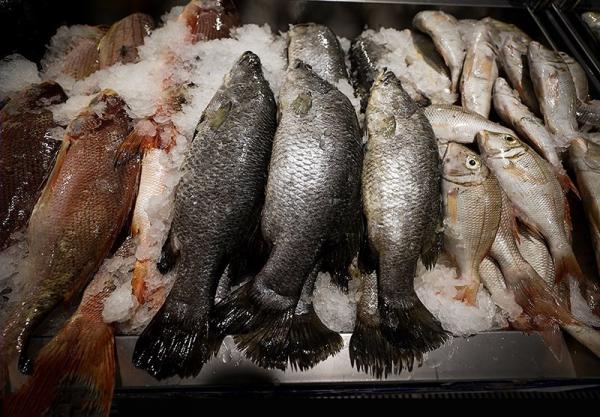 تولید انواع ماهی سیباس ۱۲ کیلویی