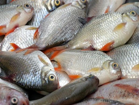 قیمت روز ماهی سیباس جنوب