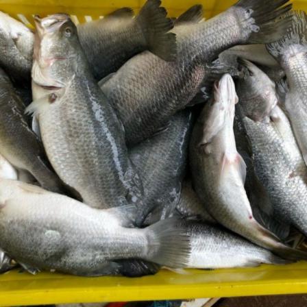 توزیع عمده ماهی سیباس ایرانی