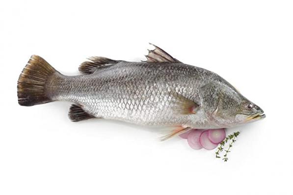 کیفیت انواع ماهی سیباس جنوب