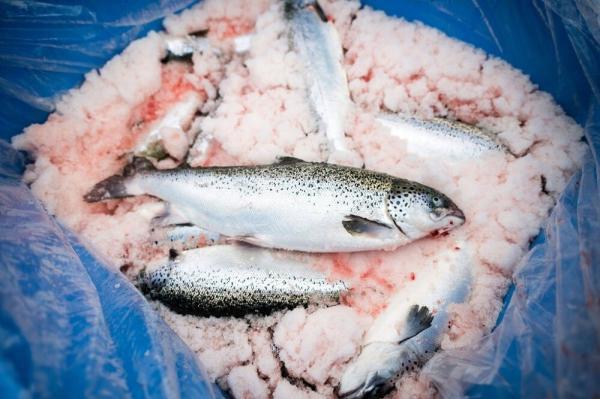 اطلاعاتی درباره ماهی سیباس آسیایی
