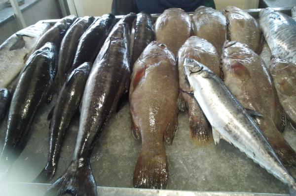 قیمت روز ماهی سیباس آسیایی