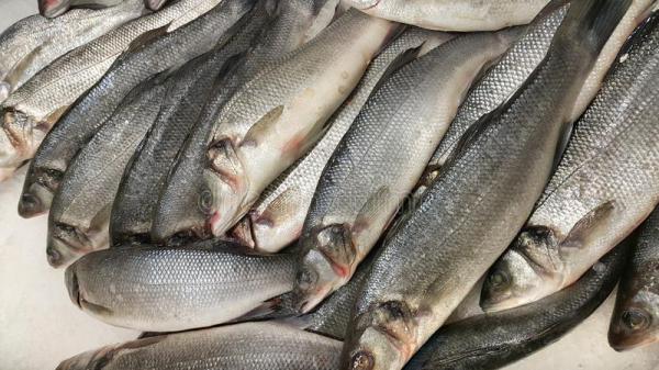 تولید انواع ماهی سیباس ۶۰۰ گرمی