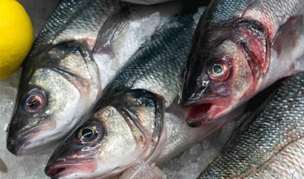 عوامل موثر در کیفیت ماهی سیباس