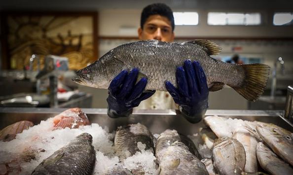 مشخصه انواع ماهی سیباس ایرانی