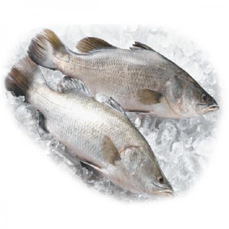تولید عمده ماهی سیباس جنوب