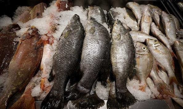 تولید انواع ماهی سیباس ایرانی