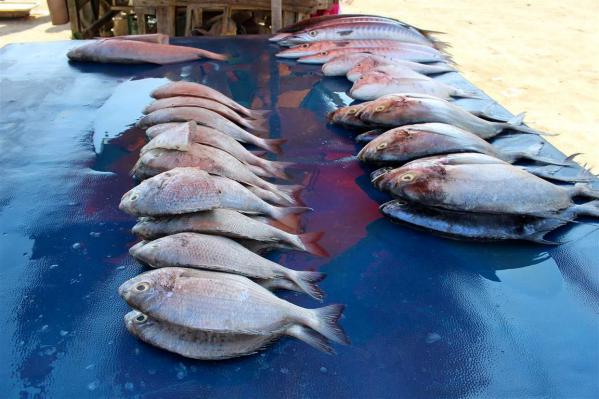 بازار خرید ماهی سی باس تمیز نشده