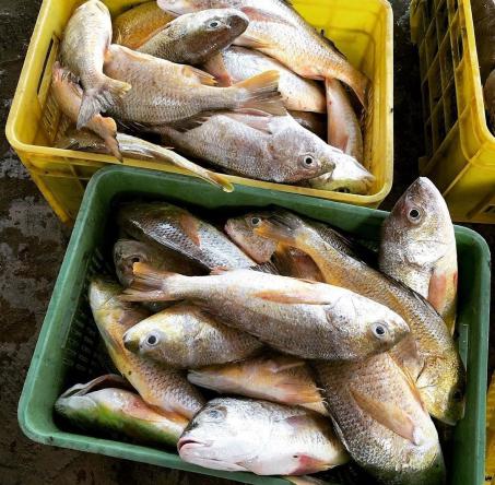 راهنمای خرید ماهی سی باس تازه