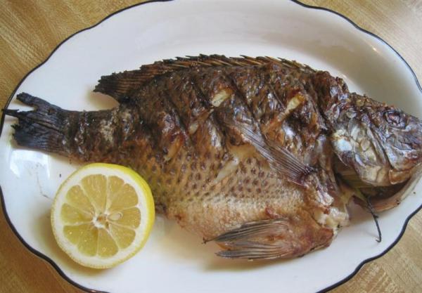 راهنمای خرید ماهی تیلاپیا مشهد