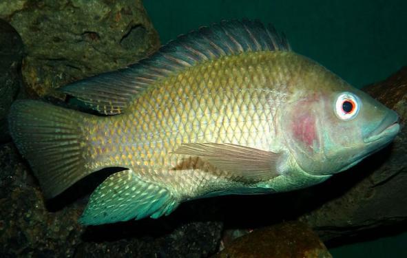 ماهی تیلاپیا مشهد چه خواصی دارد؟
