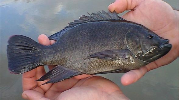 عرضه مستقیم ماهی تیلاپیا زنده