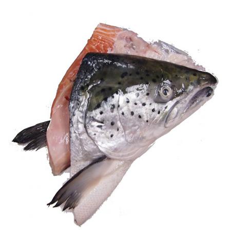 فروش بهترین ماهی تیلاپیا مشهد