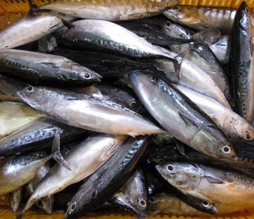 صادرات ماهی سیباس 12 کیلویی