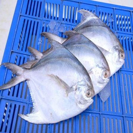 فروش ویژه ماهی سیباس 12 کیلویی