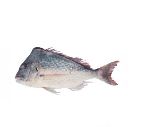عرضه مستقیم ماهی سیباس تازه