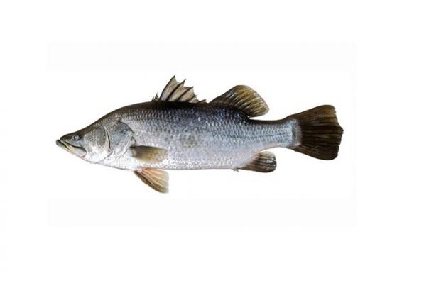 ماهی سیباس تازه چه ویژگی هایی دارد؟
