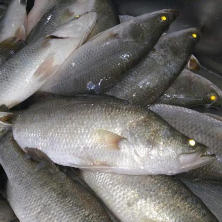 قیمت روز فیله ماهی سیباس در بازار