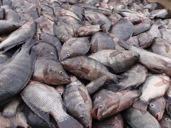 نکاتی درمورد مصرف ماهی تیلاپیا